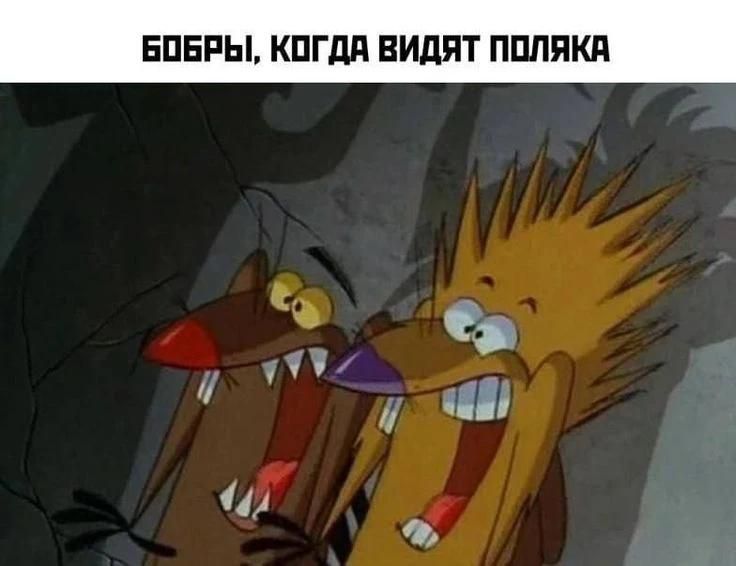 БОБРЫ, КОГДА ВИДЯТ ПОЛЯКА
