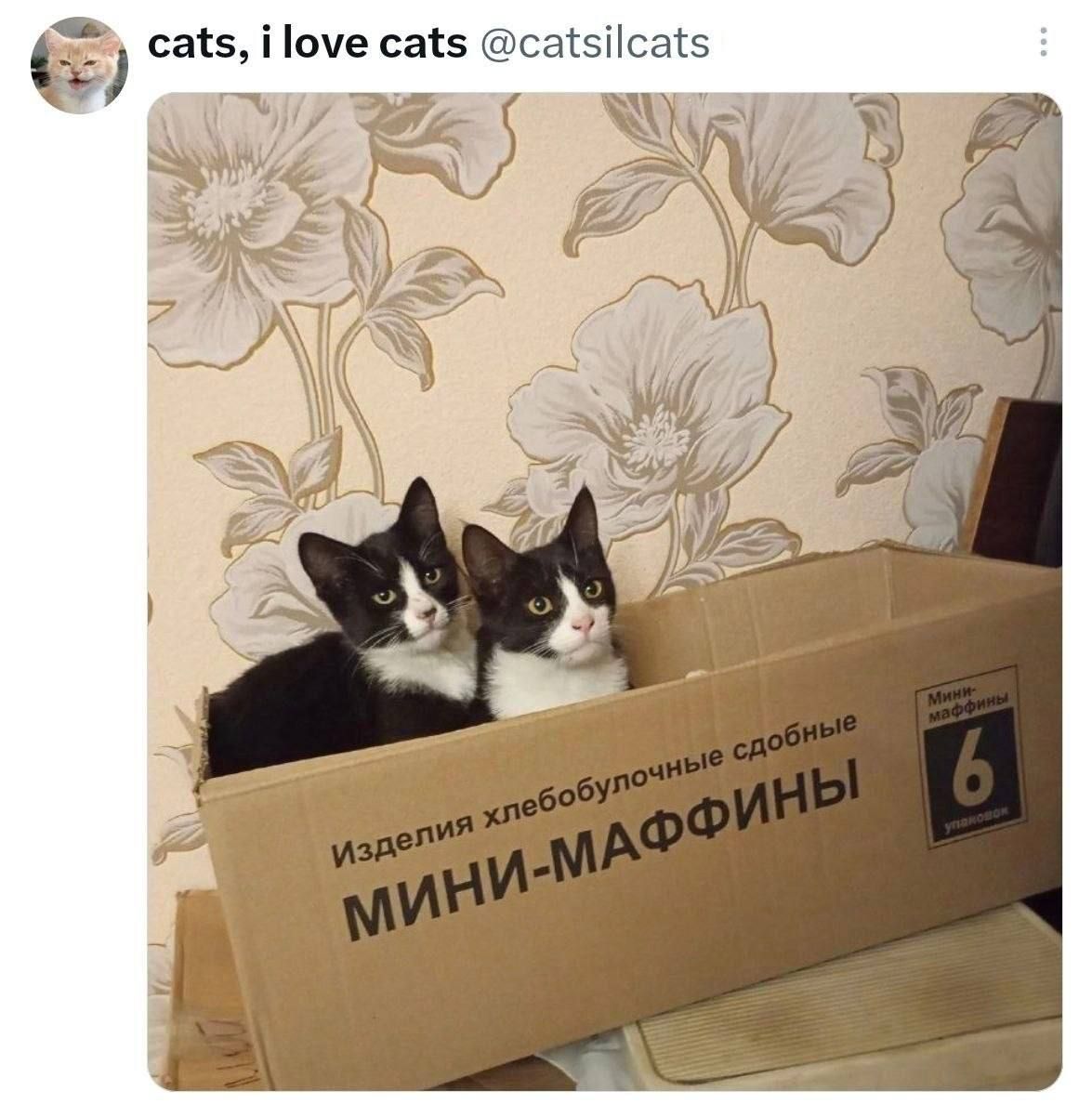 cats, i love cats @catsilcats Изделия хлебобулочные сдобные МИНИ-МАФФИНЫ Мини-маффины 6 упаковок