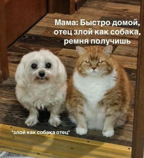 Мама: Быстро домой, отец злой как собака, ремня получишь *злой как собака отец*