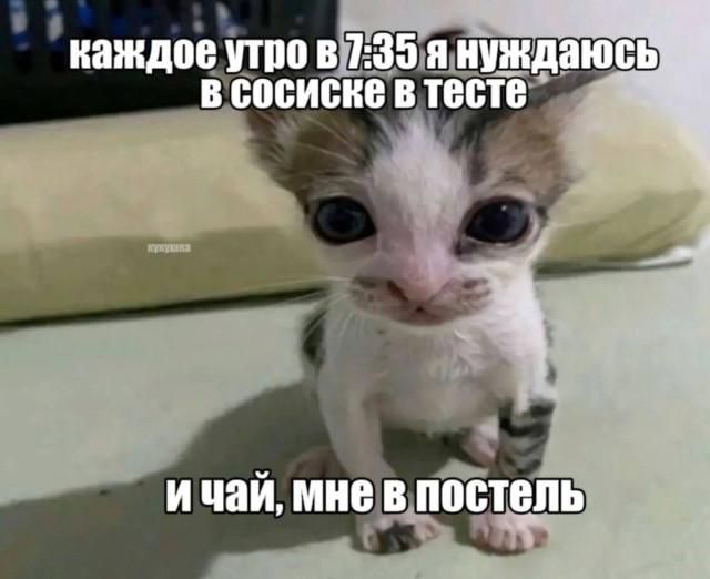 каждое утро в 7:35 я нуждаюсь в сосиске в тесте и чай, мне в постель