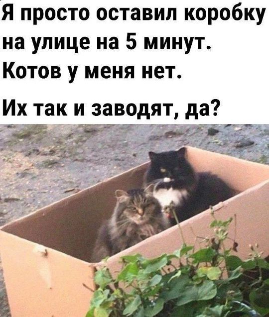 Я просто оставил коробку на улице на 5 минут. Котов у меня нет. Их так и заводят, да?
