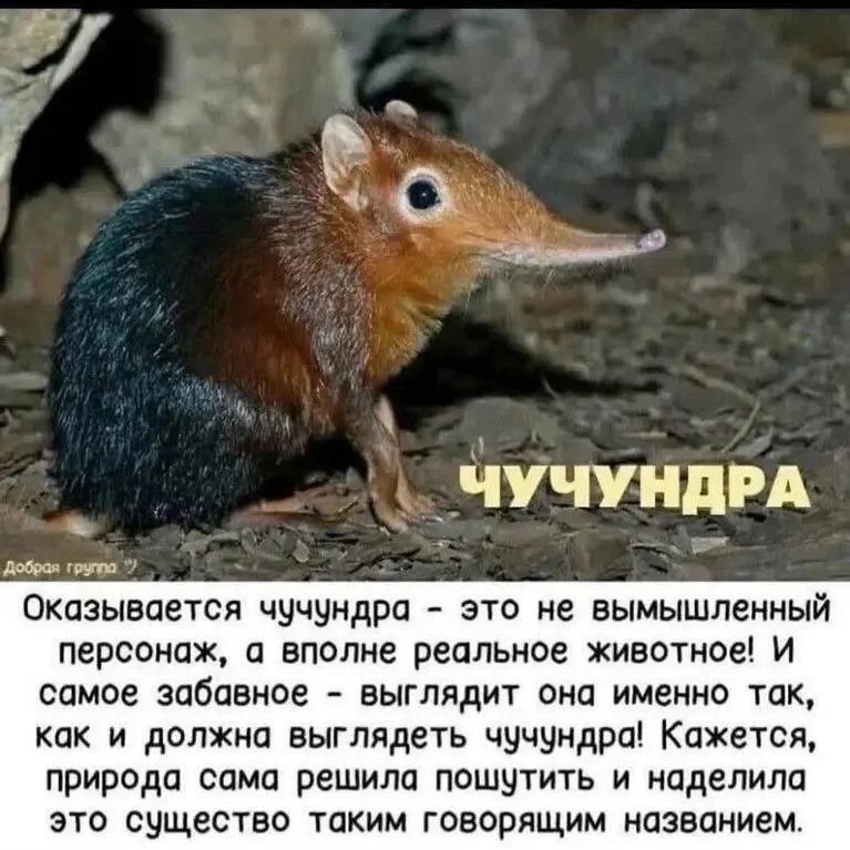 ЧУЧУНДРА Оказывается чучундра - это не вымышленный персонаж, а вполне реальное животное! И самое забавное - выглядит она именно так, как и должна выглядеть чучундра! Кажется, природа сама решила пошутить и наделила это существо таким говорящим названием.