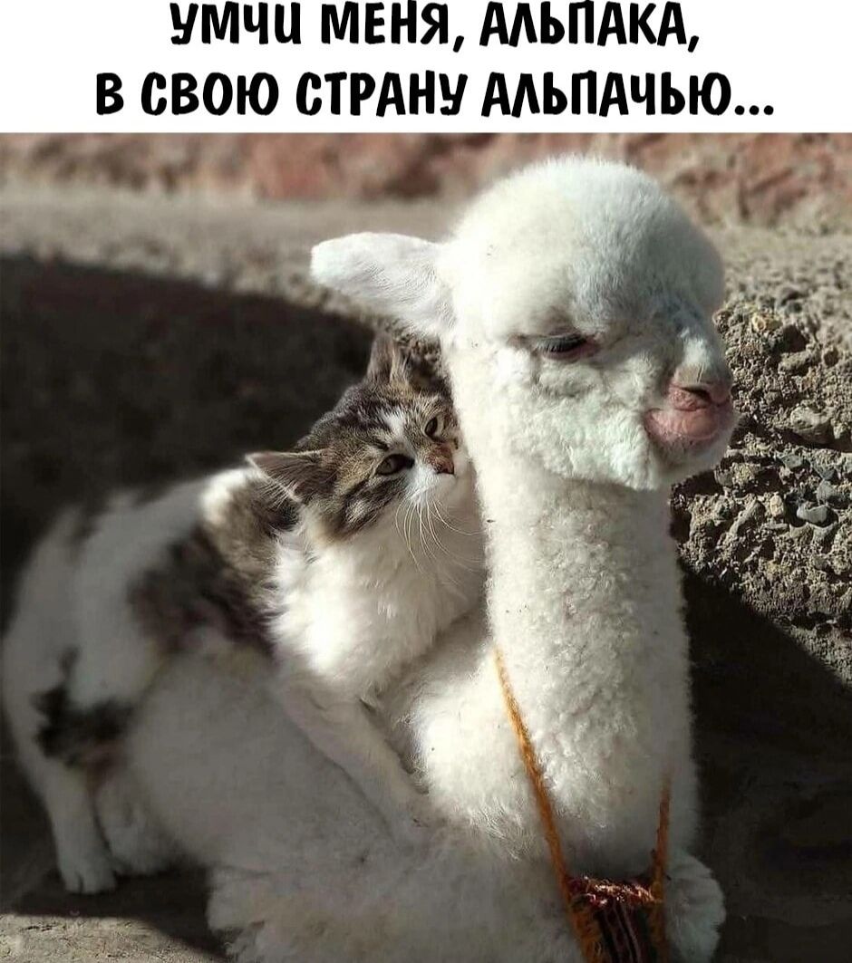 Умчи меня, альпака, в свою страну альпачью...