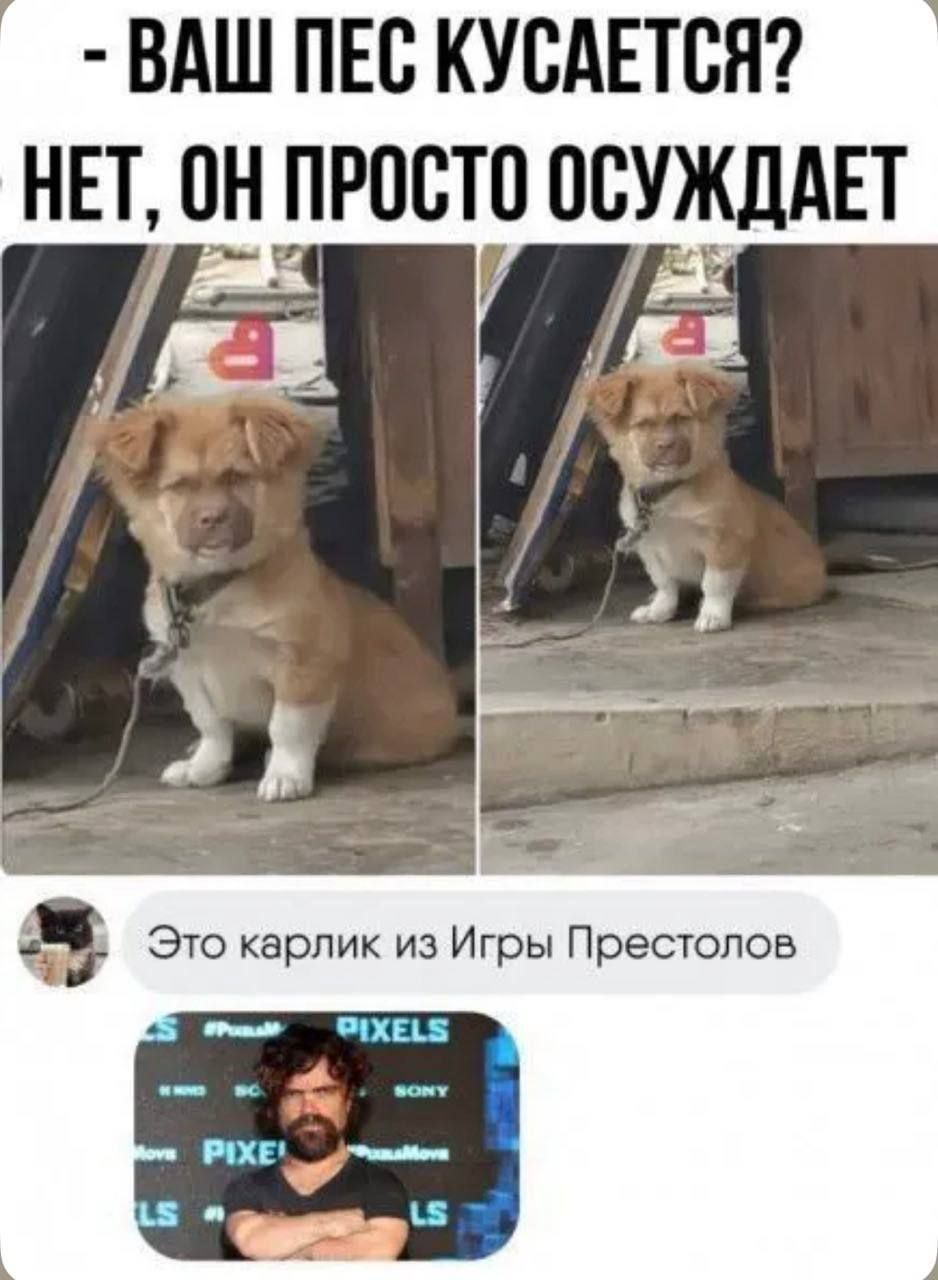 ВАШ ПЕС КУСАЕТСЯ? НЕТ, ОН ПРОСТО ОСУЖДАЕТ. Это карлик из Игры Престолов.