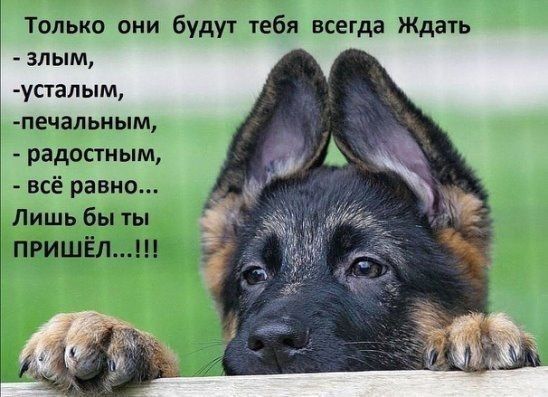 Только они будут тебя всегда Ждать - злым, -усталым, -печальным, - радостным, - всё равно... Лишь бы ты ПРИШЁЛ...!!!