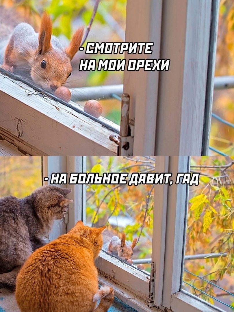 СМОТРИТЕ НА МОИ ОРЕХИ НА БОЛЬНОЕ ДАВИТ, ГАД