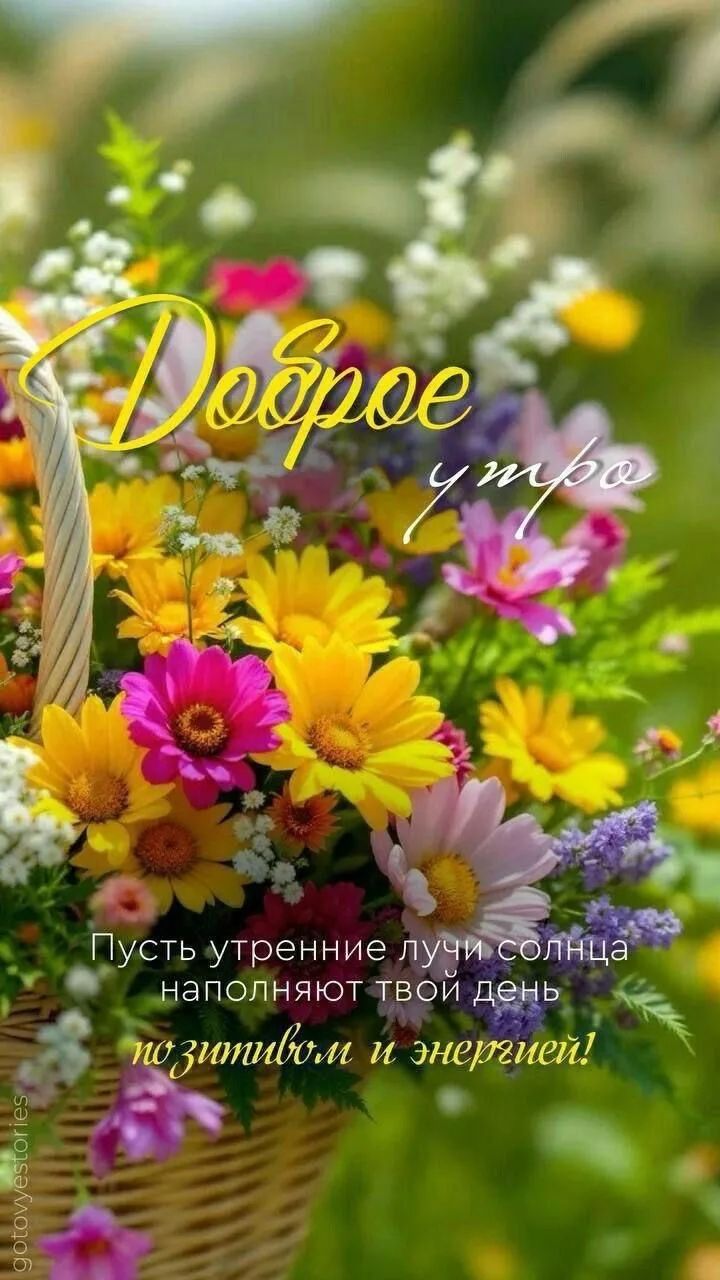 Доброе утро Пусть утренние лучи солнца наполняют твой день позитивом и энергией!