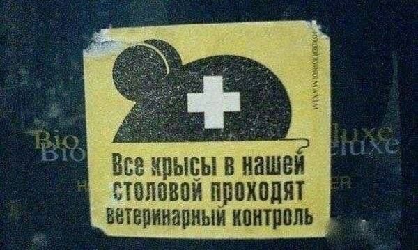 Все крысы в нашей столовой проходят ветеринарный контроль