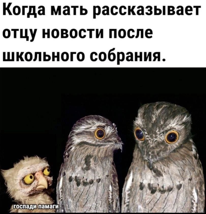 Когда мать рассказывает отцу новости после школьного собрания. господи памаги