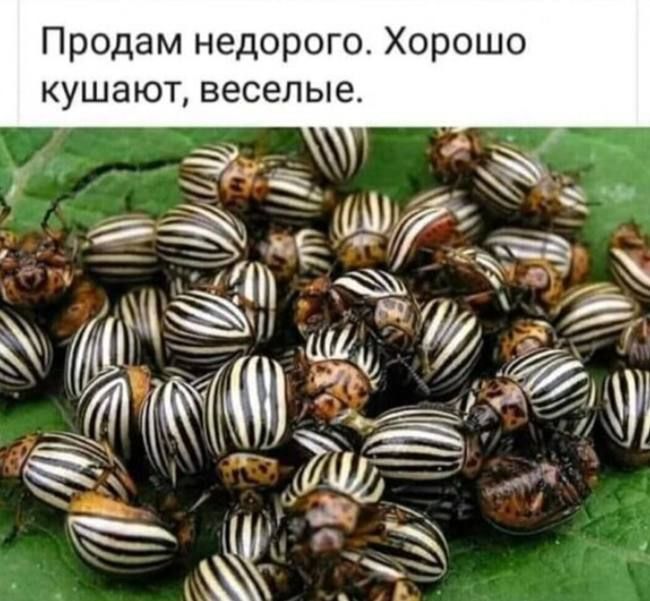 Продам недорого. Хорошо кушают, веселые.