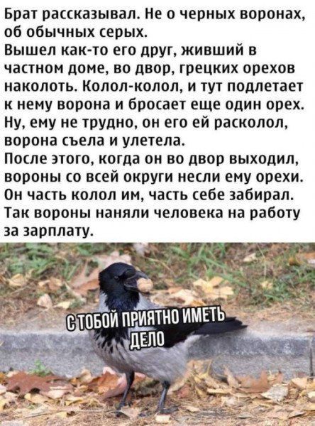 Брат рассказывал. Не о черных воронах, об обычных серых. Вышел как-то его друг, живший в частном доме, во двор, грецких орехов наколоть. Колол-колол, и тут подлетает к нему ворона и бросает еще один орех. Ну, ему не трудно, он его ей расколол, ворона съела и улетела. После этого, когда он во двор выходил, вороны со всей округи несли ему орехи. Он