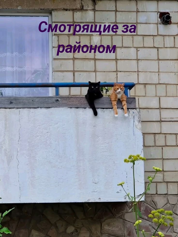Смотрящие за районом