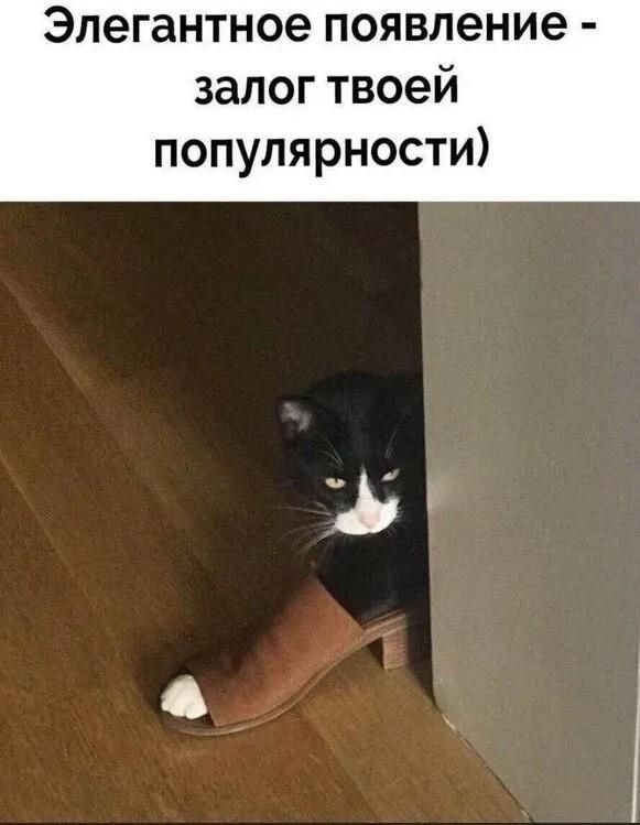 Элегантное появление - залог твоей популярности)