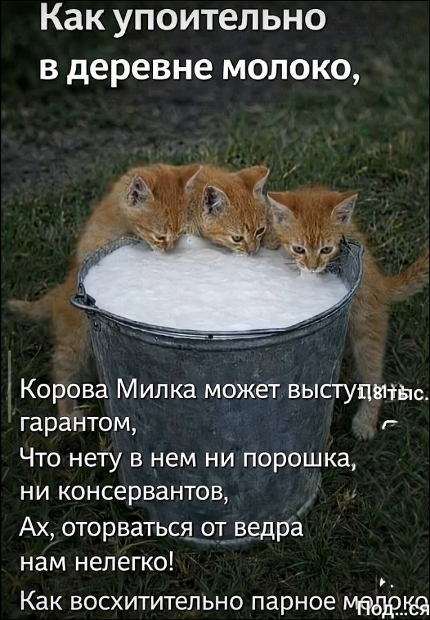 Как упоительно в деревне молоко, Корова Милка может выступить гарантом, Что нету в нем ни порошка, ни консервантов, Ах, оторваться от ведра нам нелегко! Как восхитительно парное молоко.