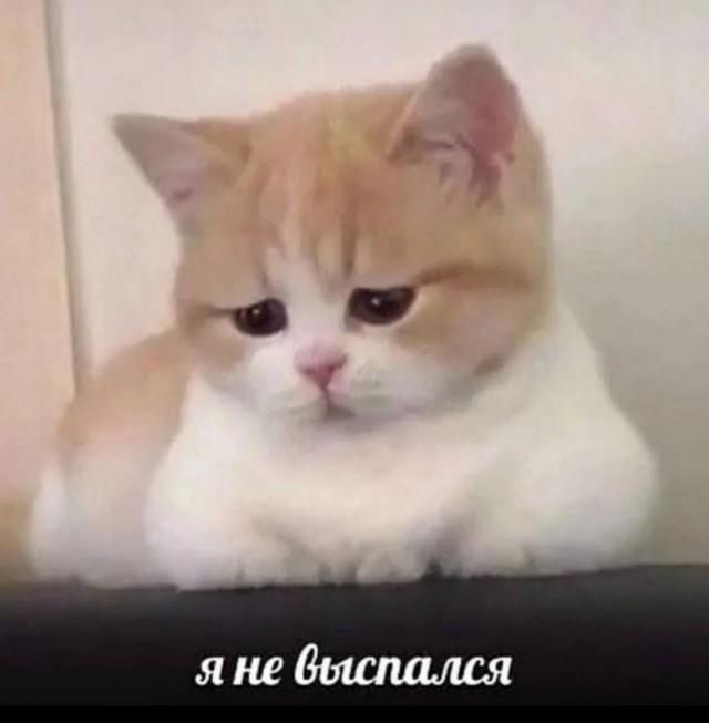 я не выспался