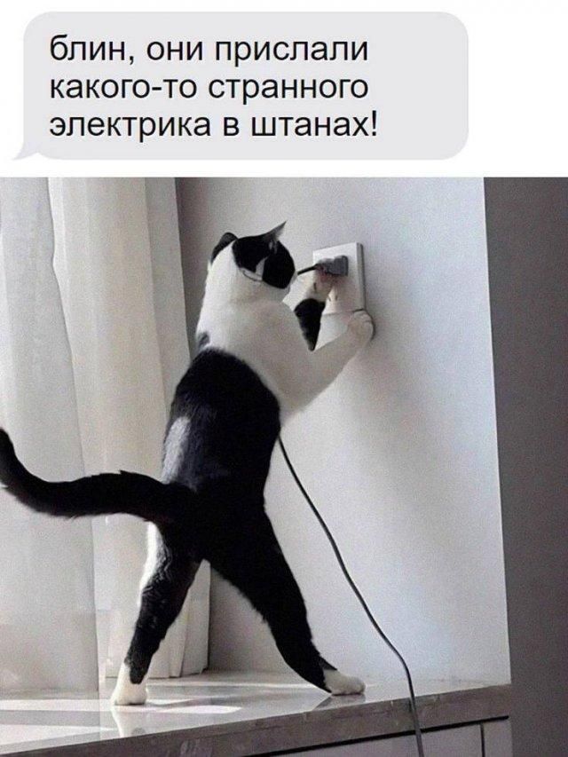 блин, они прислали какого-то странного электрика в штанах!
