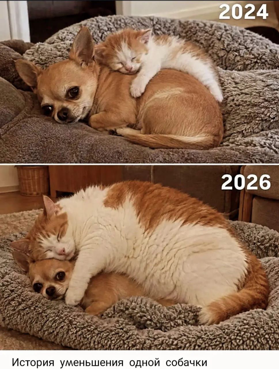 2024 2026 История уменьшения одной собачки