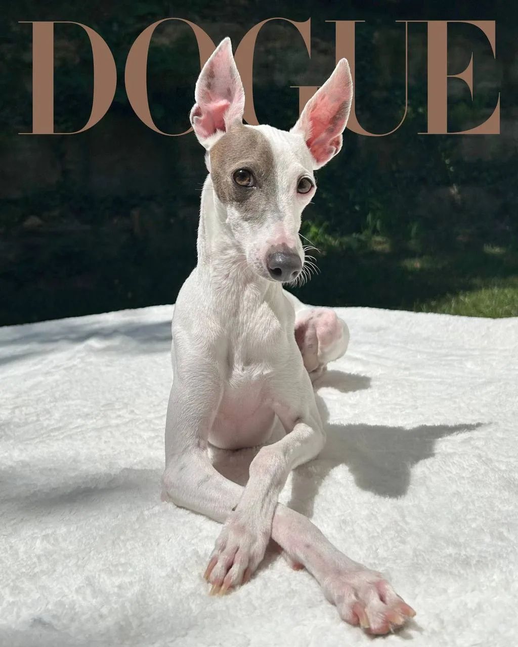 DOGUE