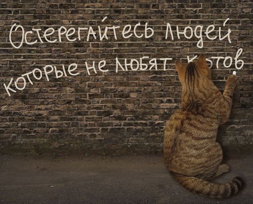 Остерегайтесь людей которые не любят котов