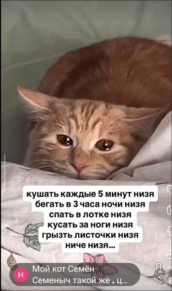 кушать каждые 5 минут низя бегать в 3 часа ночи низя спать в лотке низя кусать за ноги низя грызть листочки низя ниче низя... Мой кот Семён Семеныч такой же, Ц...