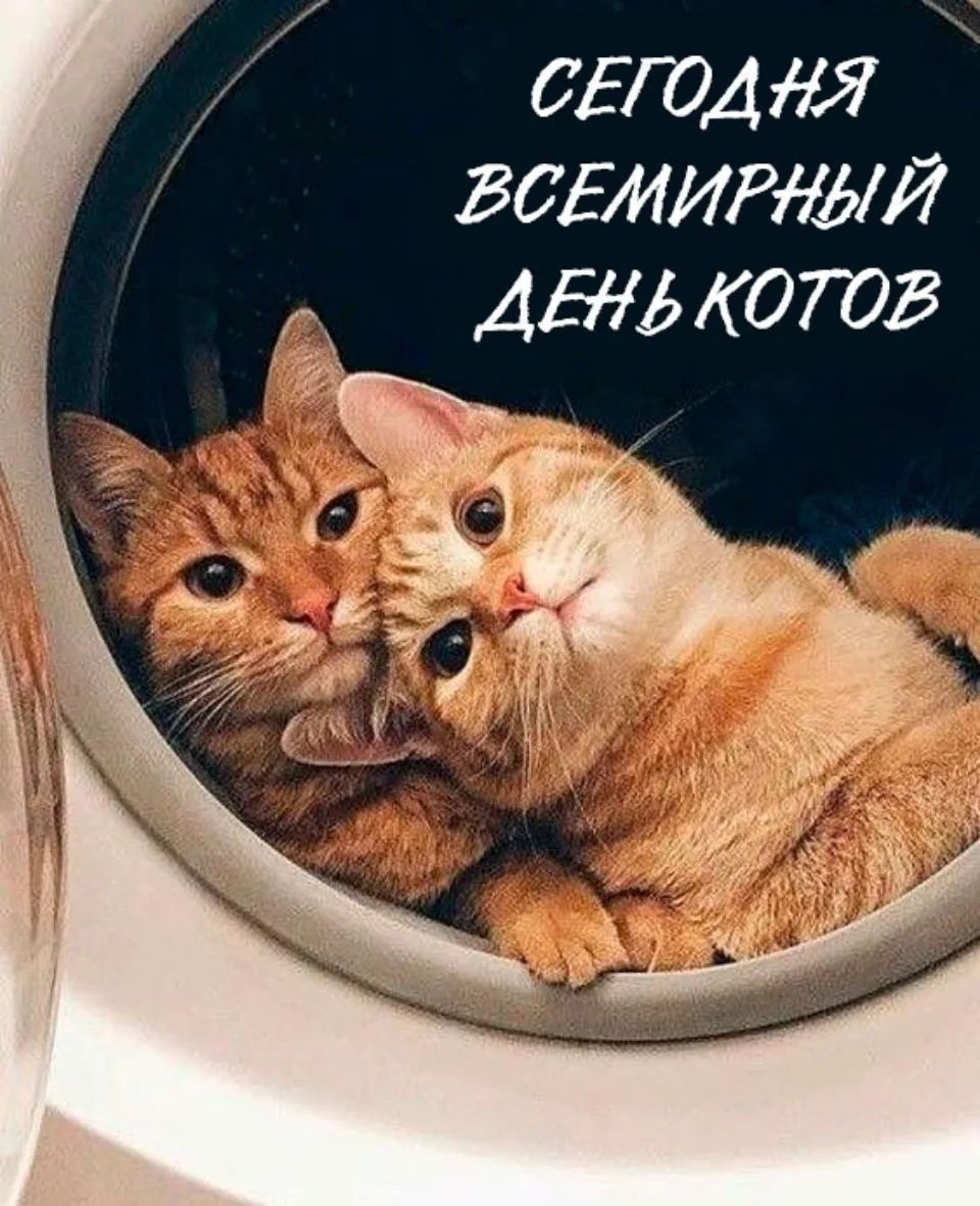 СЕГОДНЯ ВСЕМИРНЫЙ ДЕНЬ КОТОВ