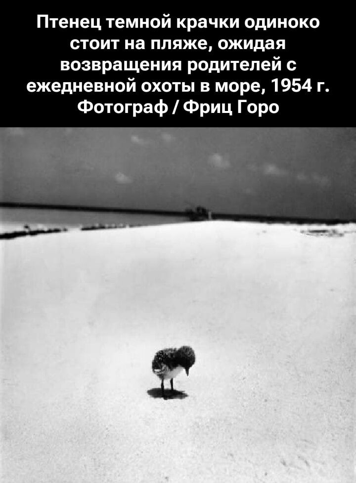 Птенец темной крачки одиноко стоит на пляже, ожидая возвращения родителей с ежедневной охоты в море, 1954 г. Фотограф / Фриц Горо