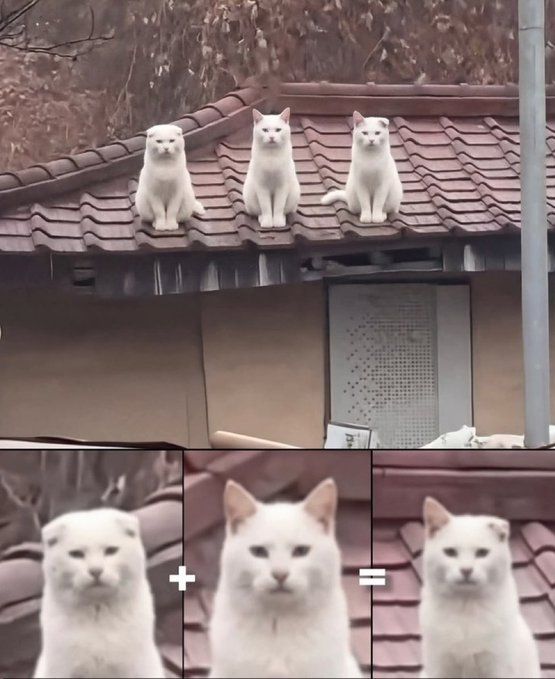 Три белых кота сидят на крыше. Внизу показано уравнение: кот с приплюснутыми ушами плюс кот с острыми ушами равно кот с одним приплюснутым и одним острым ухом.