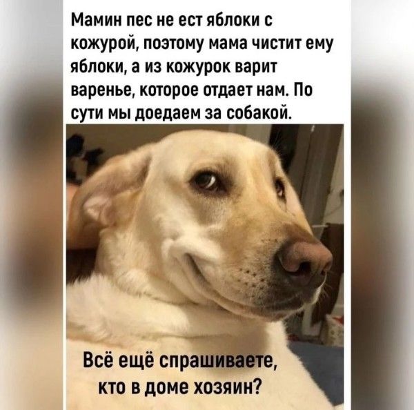Мамин пес не ест яблоки с кожурой, поэтому мама чистит ему яблоки, а из кожурок варит варенье, которое отдает нам. По сути мы доедаем за собакой. Всё ещё спрашиваете, кто в доме хозяин?