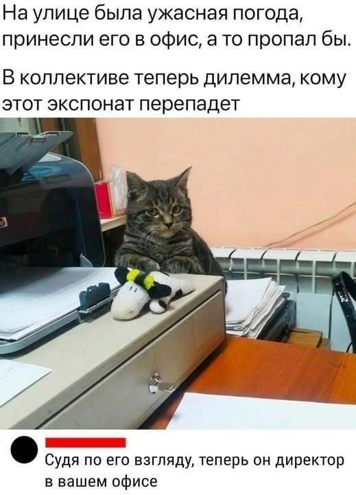 На улице была ужасная погода, принесли его в офис, а то пропал бы. В коллективе теперь дилемма, кому этот экспонат перепадет. Судя по его взгляду, теперь он директор в вашем офисе