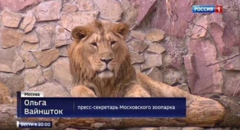 Москва Ольга Вайншток пресс-секретарь Московского зоопарка Вести в 20:00
