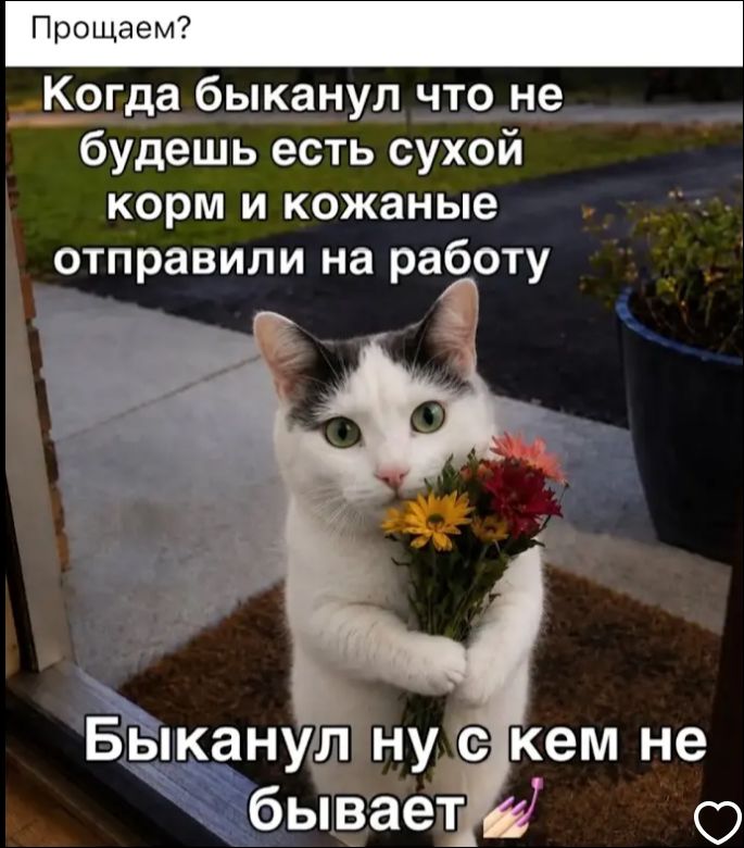 Прощаем? Когда быканул что не будешь есть сухой корм и кожаные отправили на работу Быканул ну с кем не бывает