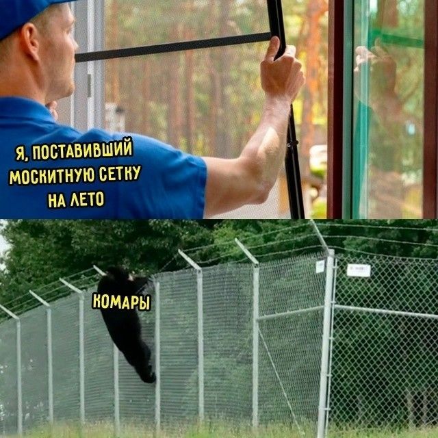 Я, ПОСТАВИВШИЙ МОСКИТНУЮ СЕТКУ НА ЛЕТО. КОМАРЫ