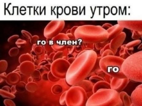 Клетки крови утром: го в член? го