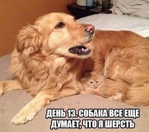 ДЕНЬ 13. СОБАКА ВСЕ ЕЩЕ ДУМАЕТ, ЧТО Я ШЕРСТЬ
