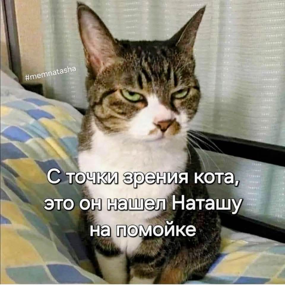 #memnatasha С точки зрения кота, это он нашел Наташу на помойке