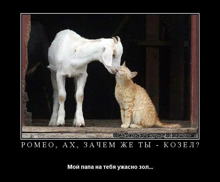 Создай свою котоматрицу kotomatrix.ru РОМЕО, АХ, ЗАЧЕМ ЖЕ ТЫ - КОЗЕЛ? Мой папа на тебя ужасно зол...