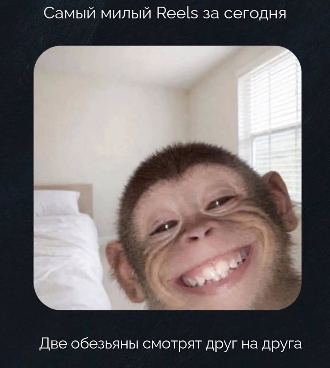 Самый милый Reels за сегодня. Две обезьяны смотрят друг на друга.