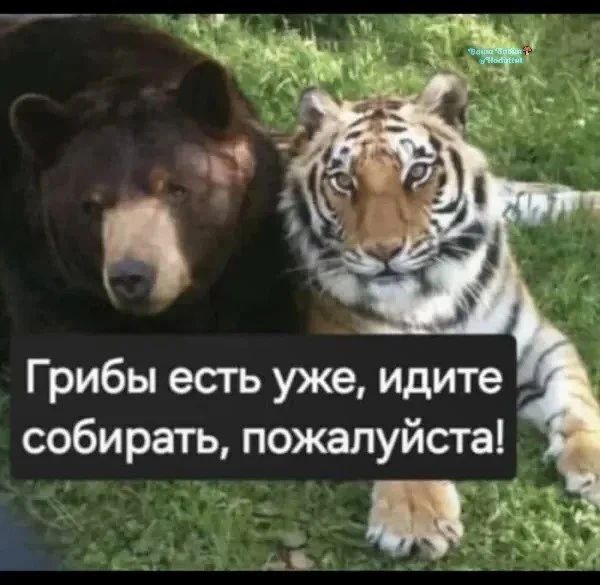 Грибы есть уже, идите собирать, пожалуйста!