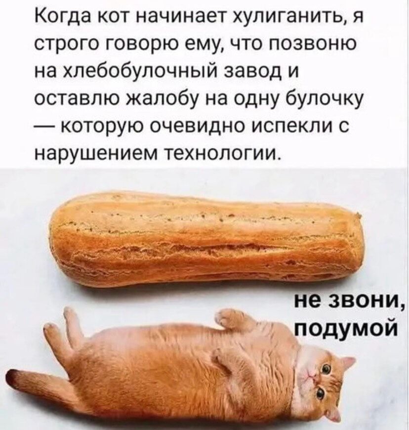 Когда кот начинает хулиганить, я строго говорю ему, что позвоню на хлебобулочный завод и оставлю жалобу на одну булочку — которую очевидно испекли с нарушением технологии. не звони, подумай