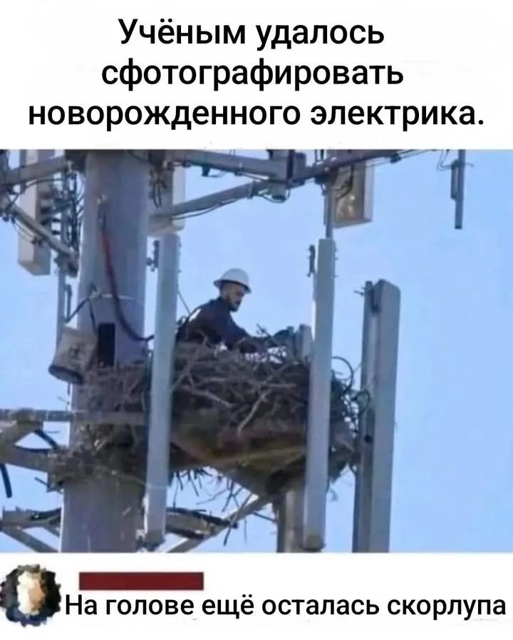 Учёным удалось сфотографировать новорожденного электрика. На голове ещё осталась скорлупа