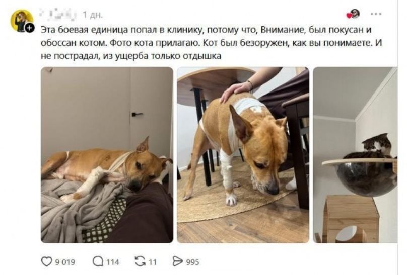 Эта боевая единица попал в клинику, потому что, Внимание, был покусан и обоссан котом. Фото кота прилагаю. Кот был безоружен, как вы понимаете. И не пострадал, из ущерба только отдышка