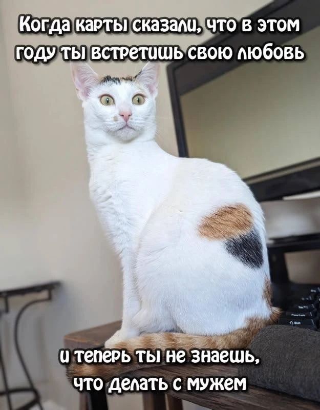 Когда карты сказали, что в этом году ты встретишь свою любовь и теперь ты не знаешь, что делать с мужем