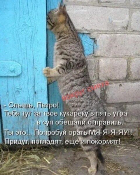 Слышь, Петро! Тебя тут за твое кукареку в пять утра в суп обещали отправить. Ты это... Попробуй орать МЯ-Я-Я-ЯУ!! Придут, погладят, еще и покормят!
