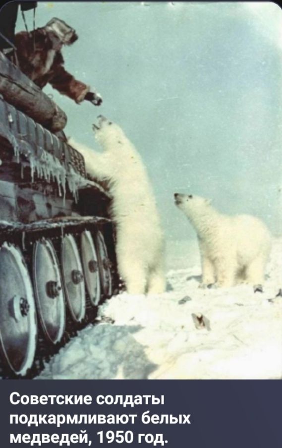 Советские солдаты подкармливают белых медведиц, 1950 год.
