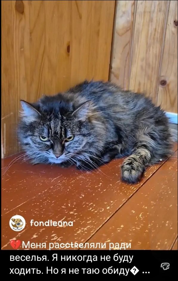 Меня расстреляли ради веселья. Я никогда не буду ходить. Но я не таю обиду.