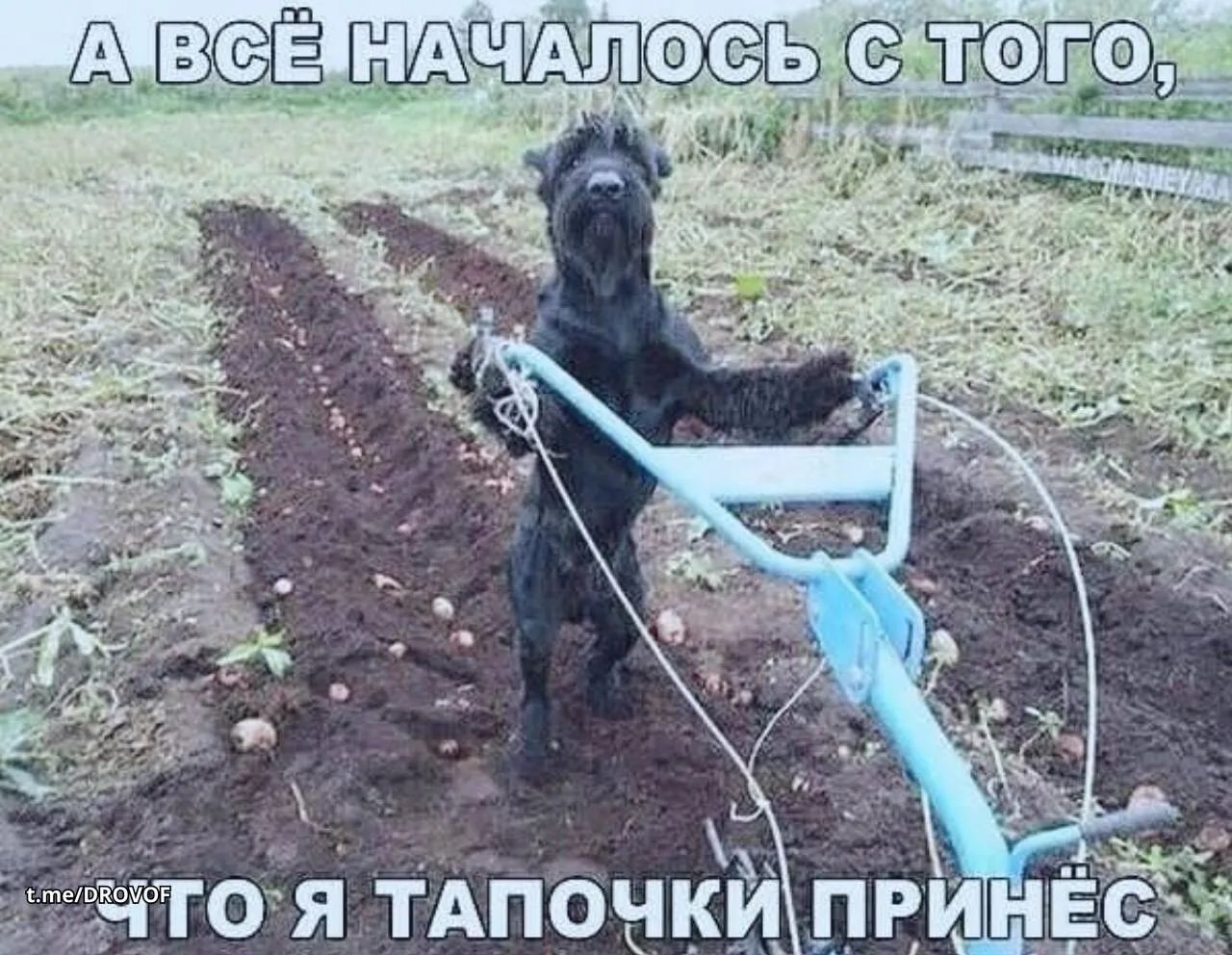 А ВСЁ НАЧАЛОСЬ С ТОГО, ЧТО Я ТАПОЧКИ ПРИНЁС