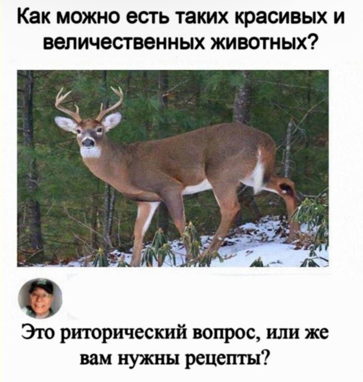 Как можно есть таких красивых и величественных животных? Это риторический вопрос, или же вам нужны рецепты?