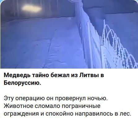 Медведь тайно бежал из Литвы в Белоруссию. Эту операцию он провернул ночью. Животное сломало пограничные ограждения и спокойно направилось в лес.