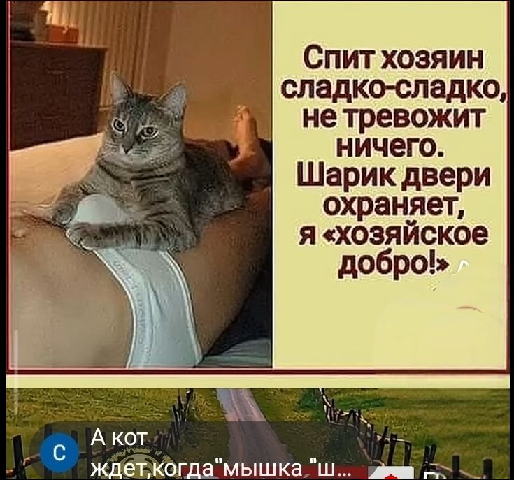 Спит хозяин сладко-сладко, не тревожит ничего. Шарик двери охраняет, я «хозяйское добро!» А кот ждет, когда 