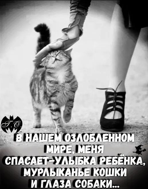 В НАШЕМ ОЗЛОБЛЕННОМ МИРЕ, МЕНЯ СПАСАЕТ-УЛЫБКА РЕБЁНКА, МУРЛЫКАНЬЕ КОШКИ И ГЛАЗА СОБАКИ...